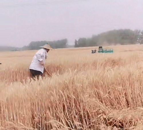 孩子失踪爆料视频播放大全,揭秘失踪背后的真相与挑战 第3张 孩子失踪爆料视频播放大全,揭秘失踪背后的真相与挑战 第3张